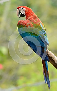 Green-winged Macaw (Ara chloropterus)