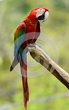 Green-winged Macaw (Ara chloropterus)