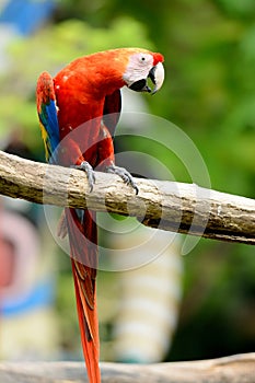 Green-winged Macaw (Ara chloropterus)