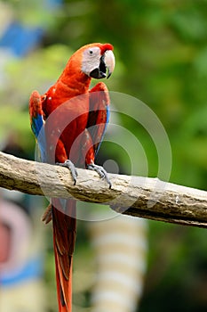 Green-winged Macaw (Ara chloropterus)