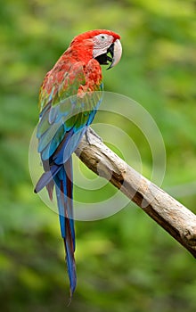 Green-winged Macaw (Ara chloropterus)