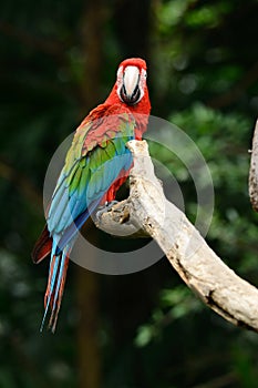 Green-winged Macaw (Ara chloropterus)