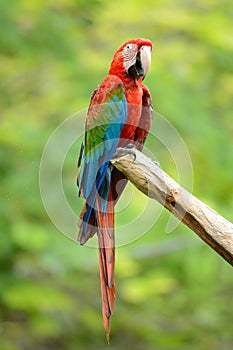 Green-winged Macaw (Ara chloropterus)