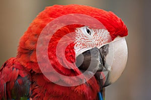 Green-winged macaw (Ara chloropterus)