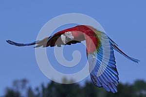 Green-winged macaw & x28;Ara chloropterus& x29;
