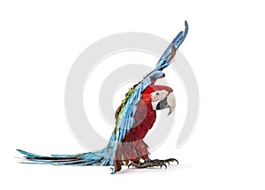Green-winged Macaw, Ara chloropterus photo