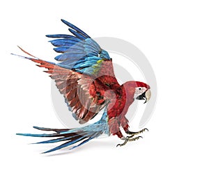 Green-winged Macaw, Ara chloropterus, landing on white