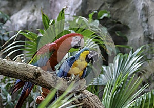 Green-winged Macaw, Blue and Gold Macaw sitting on a branch