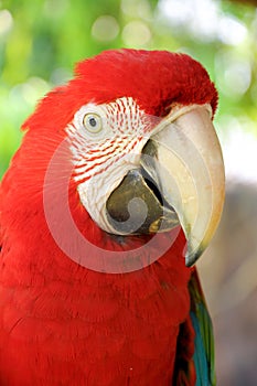 Green-winged Macaw