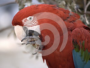 Green-winged macaw eating a food