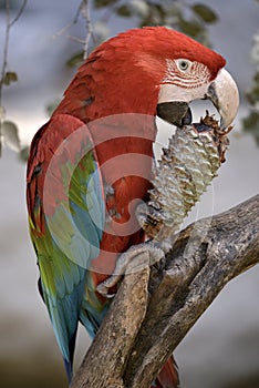 Green-winged macaw eating pine cone