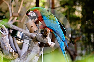 Green-winged macaw outdoors