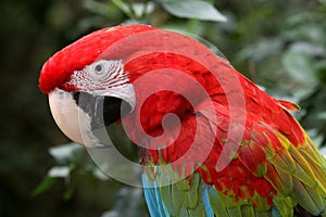 Green-Winged Macaw Parrot