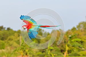 Green-Winged Macaw parrot flying in the forest.