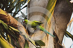 Green-winged macaw parrot sitting on the branch of the tree