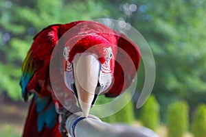 Green-winged macaw on perch