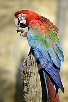 Green-winged Macaw  on perch