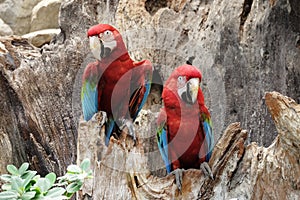 Green-winged macaw standing on the wood