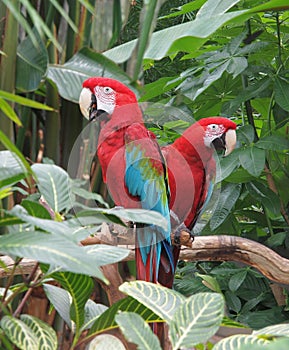 Green Winged Macaws (Ara chloropterus)
