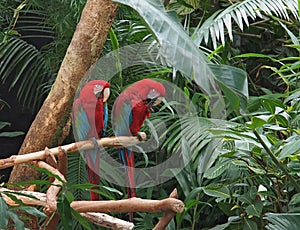 Green Winged Macaws (Ara chloropterus)