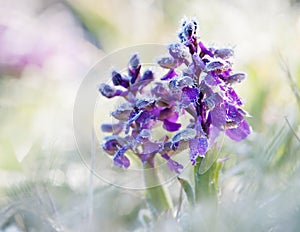 Green-Winged Orchid