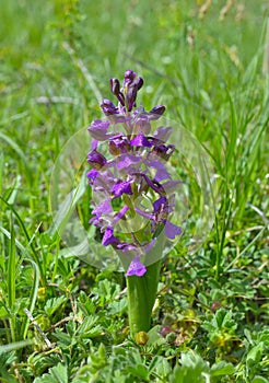 The Green-winged Orchid (Anacamptis morio)