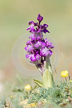 Green-winged orchid - anacamptis morio - in a dry meadow photo