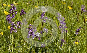 Green-winged Orchid Meadow