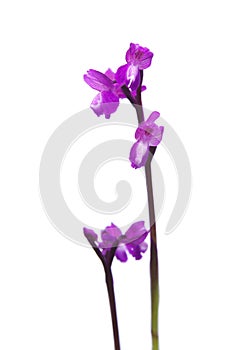 Green-winged Orchid - Orchis morio