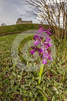 Green-winged orchid - Prunetto - Piedmont - Italy