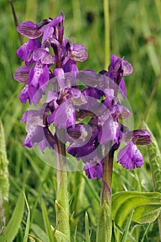 Green-winged Orchids