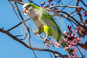Green-winged Parakeet perched on a blossoming almond tree.