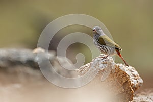 Green winged Pytilia in Kruger National park, South Africa