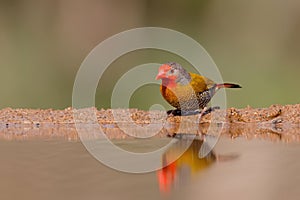 Green winged pytilia, Pytilia melba photo
