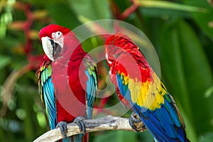 Green-Winged and Scarlet macaws in the nature