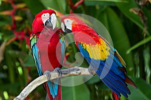 Green-Winged and Scarlet macaws in the nature