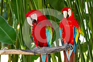 Green-Winged and Scarlet macaws in the nature