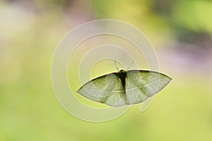 Moth photo