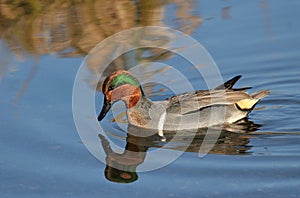 Green Winged Teal