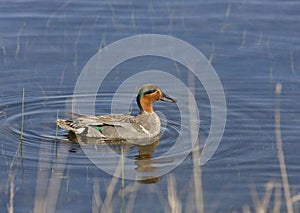 Green Winged Teal