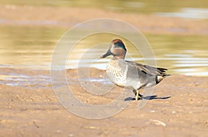 Green-winged Teal