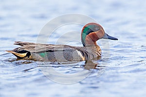 Green Winged Teal