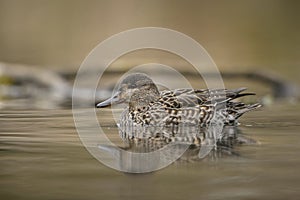 Green-winged Teal - Anas crecca