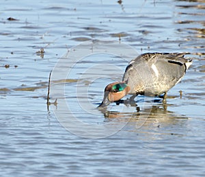 Green winged teal (Anas crecca)