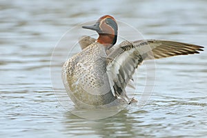 Green-winged Teal - Anas crecca