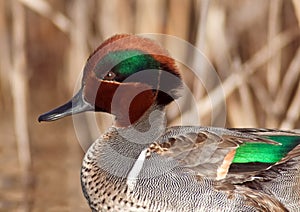 Green Winged Teal Close-up
