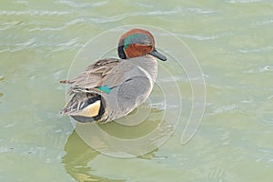 A Green Winged Teal Displaying Its Colors