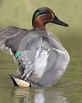 Green-winged Teal Drake