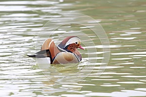 Green-winged Teal Duck