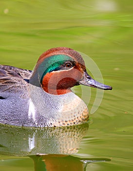 Green-Winged Teal Duck swimming